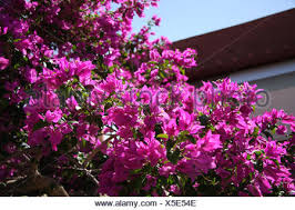 Flower arizona desert desert arizona flower desert arizona flower flowers background nature beautiful green leaves high definition picture tulips fresh colorful purple flora petals macro spring garden scenery high definition pictures season plants love beautiful flower plant green white bloom bouquet. Bougainvillaea Detail Twigs Blossoms Shrub Plant Climbing Plant Period Bloom Blossom Pink Flowers Nature Ornamental Shrub Shrub Ornamental Plant Triplet S Flower Sore Flower Plant Flowerage The Usa Arizona Stock Photo Alamy