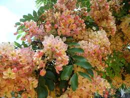 Plantfiles Picture 3 Of Rainbow Shower Tree Cassia X Nealiae Landscape Plans Trees To Plant Desert Landscaping