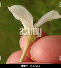 Image result for Pelargonium luridum