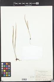 Image result for Vittaria reekmansii