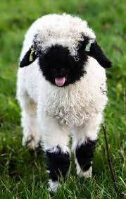 Northumberland Farmer Welcomes Unseasonal Arrivals As Worlds Cutest Lambs Are Born Cute Animals Cute Baby Animals Baby Animals