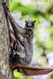 There are just two living species of colugos: Meet The Colugo Your New Favorite Animal Imgur In 2021 Cute Animals Weird Animals Unusual Animals