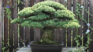 404 Pine Bonsai Japanese Bonsai Trees To Plant