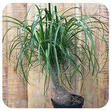 Ponytail palms are succulents and you may see them called beaucarnea recurvata or elephant foot plant. Ponytail Palm Beaucarnea Recurvata Davenport Garden Centre