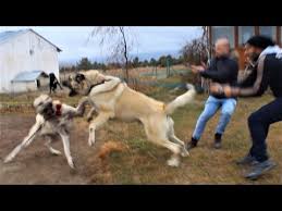 Kastamonu Daki Kangal Ciftligine Ziyaret Yol Vilog Kangal Malakli Anadolu Coban Kopegi Dogs Youtube