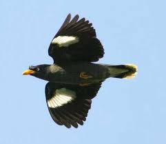 Di luar negri, burung ini disebut dengan starling bird. Jalak Kebo Kerak Kerbau Javan Myna Https Jenisburung Co Jalak Kebo Kerak Kerbau Javan Myna Jalak