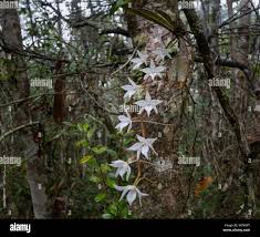 Image result for Angraecum conchiferum
