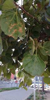 Image result for Erianthemum virescens