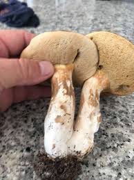 Image result for Xanthoconium sp.