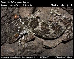 Image result for Erythrococca atrovirens