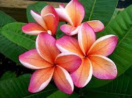 International delivery · plants & gifts available Top 10 Most Beautiful Flowers In The World Most Beautiful Flowers Allsaying Com