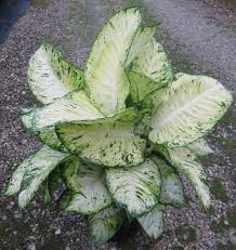 Dieffenbachia Tiki Plants House Plants Houseplants
