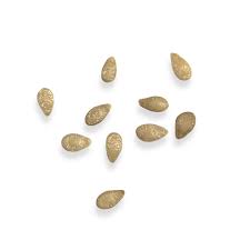 Image result for Zehneria scabra