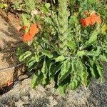 Image result for Crossandra mucronata