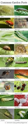 Let S Face It There Isn T A Gardener Or Farmer Who Hasn T Come Across One Of These Pests While Working In Their O Garden Pests Garden Insects Healthy Garden