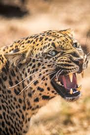 What Sound Does A Leopard Make Learn The Leopard Vocabulary Africa Animals Animals Animals Beautiful