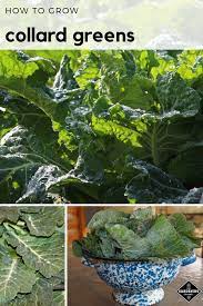 Learn How To Harvest Collard Greens Follow These Gardening Tips To Grow Your Own Collard Greens In The Vegetabl Collard Greens Growing Vegetables Fruit Garden