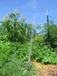 Unlike standard corn, which can grow stalks 10 feet or taller, dwarf types usually only grow to about 4 feet. Grow Your Own Popcorn Organic Gardening Mother Earth News