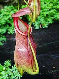 Maybe you would like to learn more about one of these? Nepenthes Wikipedia