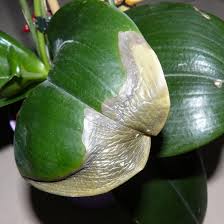 Image result for puklice na orchideích obrázek