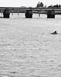 Select from premium port adelaide of the highest quality. Hd Wallpaper Port Adelaide Australia Community It S Port Adelaide Dolphins Wallpaper Flare