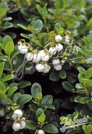 Image result for Galiniera