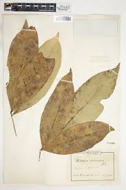 Image result for Ritchiea