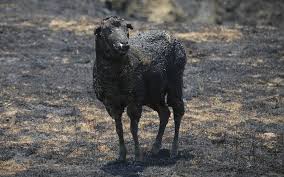 Australia Bushfires Family Saved In Tasmania And Fires Hit New South Wales Australia Australian Wildlife Australian Wildflowers