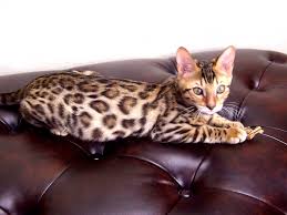 The most trusted classifieds search engine. 9 Best F2 Savannah Cat For Sale Craigslist Pictures Bengal Cat Bengal Cat Price Bengal Kitten