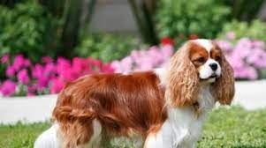 Check spelling or type a new query. Cavalier King Charles Spaniel Club