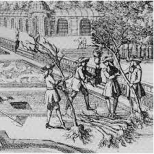 Growing fig trees in a container means the plant will occupy the root zone of their pots quickly and then spend their energy producing fruit. Transplanting Of Bare Root Fruit Trees In The 1700s Image Courtesy Of Download Scientific Diagram