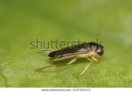 Image result for Empogona coriacea