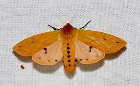 Pyrrharctia Isabella Wikipedia