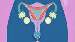Video Understanding Your Body How Babies Are Made What Puberty Is And How Babies Are Made Medical Aid Films Healthphone Health Nutrition Education Instructional Tutorials Training Medical