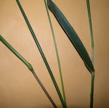 Image result for Eriochloa