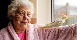 Fly-away cockatiel in £4K seven-hour rescue operation