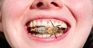 Will We Start Eating Bugs Are Insects More Sustainable Than Meat