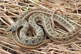 Image result for Amphiasma