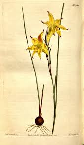 Image result for Gladiolus trichonemifolius