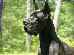 Great dane puppies cleveland ohio. Great Dane Puppies Near Me Petfinder
