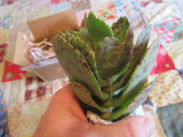 Image result for Kalanchoe marmorata