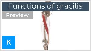 The muscles of the pelvis, hip and buttock anatomical chart shows how each muscle in this area of the body works with the others, and the various minor systems within the major ones. Functions Of The Gracilis Muscle 3d Preview Human Anatomy Kenhub Youtube