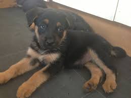 Check spelling or type a new query. German Shepherd X Rottweiler Puppies Barry Vale Of Glamorgan Pets4homes