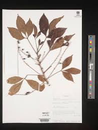 Image result for Allophylus whitei