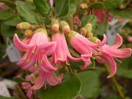 Your plants are mature tubestock plants that have been carefully grown at our nursery in merricks on the mornington peninsula. Angus Stewart S Favourite Autumn To Winter Flowering Australian Natives Gardening With Angus