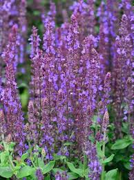 Beim echten salbei einem halbstrauch verholzen die alteren triebe. Salvia Nemorosa Merleau Blau Garten Salbei Gunstig Kaufen