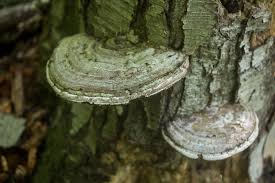 Image result for Ganoderma applanatum