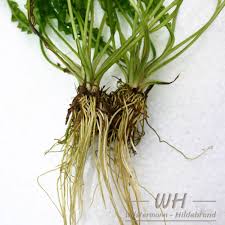 Image result for Syngonanthus robinsonii