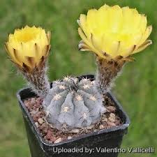 Image result for Canthium glaucum