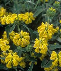Image result for Phlomis fruticosa